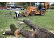 Empresa de Remoção de Árvores na Zona Sul