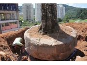 Empresa para Remoção de Árvores na Barra Funda