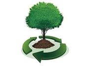 Autorização para Remoção de Árvores na Cidade Jardim