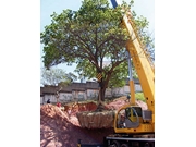 Remoção de Árvore no Jardim Anália Franco