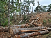 Corte de Árvores no Tucuruvi