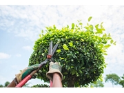 Empresa de Arborização Interna no Parque América