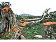 Poda de Árvores no Parque América