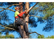 Empresa de Corte de Árvores próximo ao Largo da Pólvora