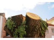 Empresa Especializada em Poda e Corte de Árvores na Cidade Dutra