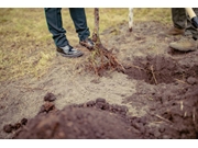 Contratar Transplante de Árvores na Penha