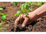 Contratar Plantio de Mudas no Jardim Hercília