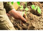 Empresa de Plantio de Mudas no Jardim Hercília