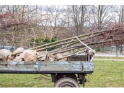 Preço de Transplante de Árvores no Jardim Lisboa