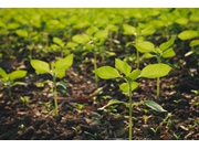 Preço de Plantio de Mudas em Lauzane Paulista