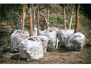 Empresa de Transplante de Árvores na Serra da Cantareira