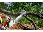 Remoção de Galhos na Serra da Cantareira