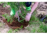 Transplante de Árvores na Serra da Cantareira