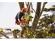 Serviço de Remoção de Galhos no Jardim Floresta