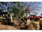 Remoção de Árvores no Campo Belo
