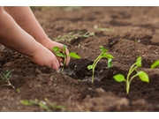 Serviço de Plantio de Mudas na Chácara Flora