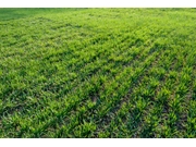 Preço de Plantio de Grama no Campo Belo