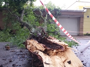 Remoção de Árvores Caídas no Ipiranga