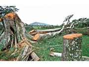 Corte de Árvore em Itaquera