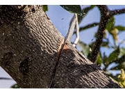 Contratar Poda de Árvores no Jardim Hercília