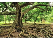 Preço de Destocamento de Raízes no Horto Florestal