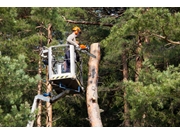 Empresa de Corte de Árvore no Jardim Floresta