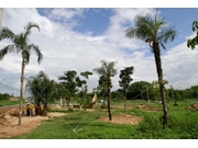 Transplante de Árvores no Pacaembú